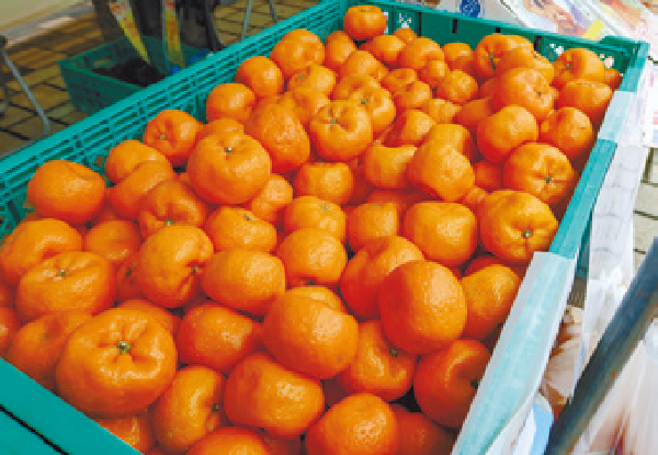 市内農林水産物 旬のキャンペーン