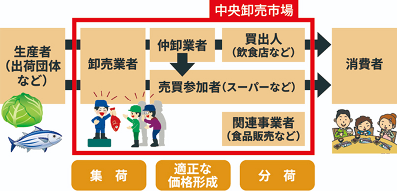 生産者（出荷団体など） 卸売業者消費者 仲卸業者 買出人（飲食店など） 消費者 売買参加者（スーパーなど） 関連事業者（食品販売など） 集荷 適正な価格形成 分荷