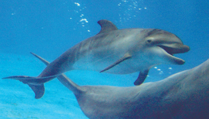 2 かごしま水族館で２月に生まれたイルカの赤ちゃんの愛称が「ユキ」に決定