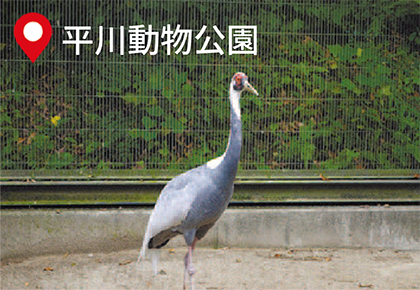 マナヅル