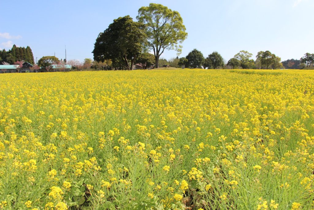 都市農業センター 約23万本の菜の花