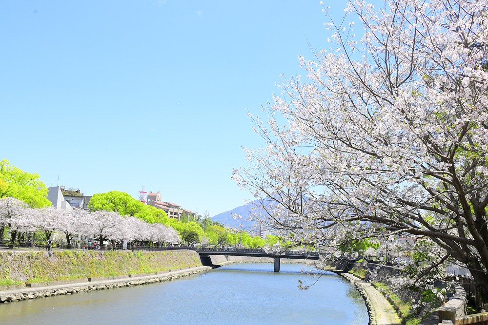 甲突川河畔の花見