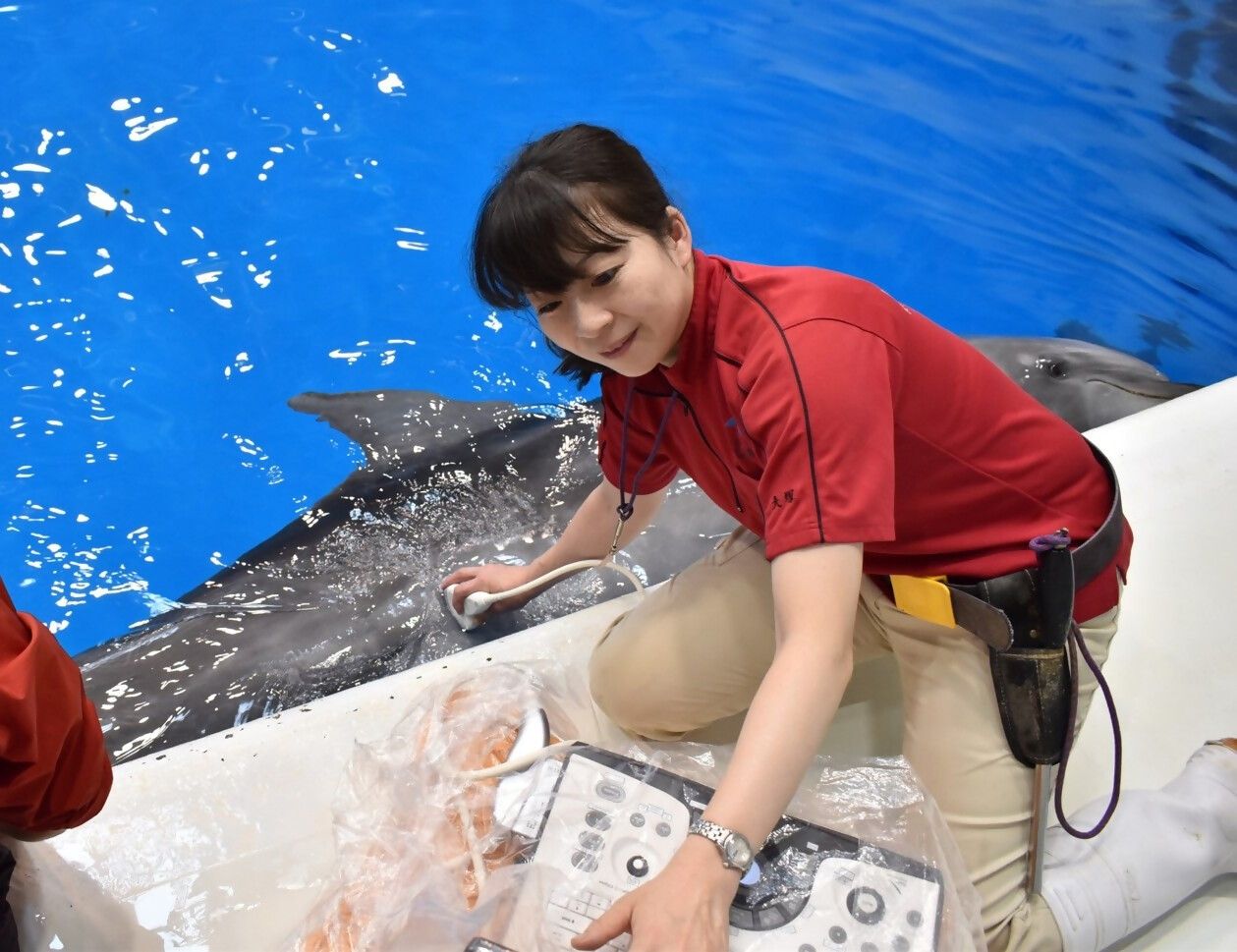 かごしま水族館職員（獣医師）