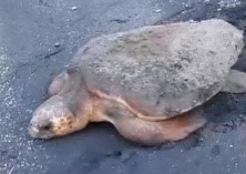 ウミガメを守りましょう