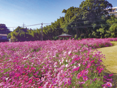 コスモス開花のお知らせ