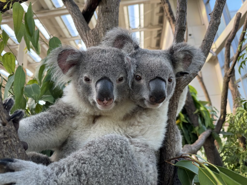 動物講座(全4回)