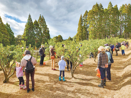 都市農業センターキンカン収穫体験