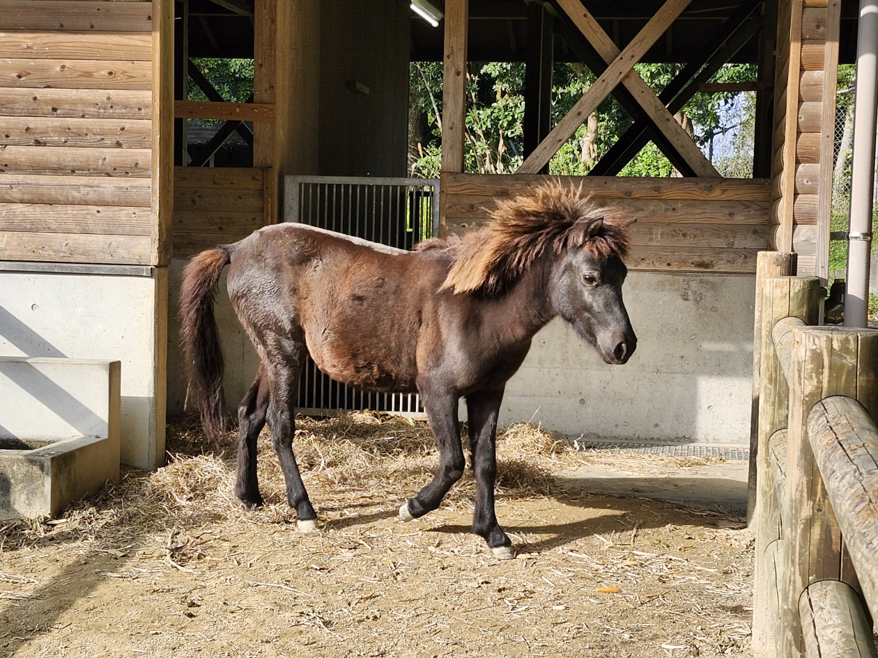 冬の動物公園まつり