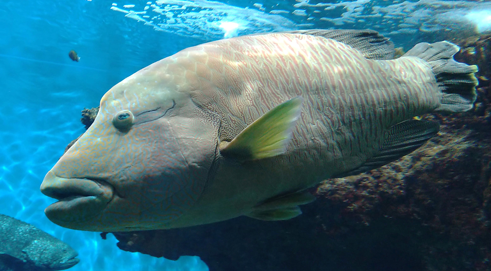 メガネモチノウオ