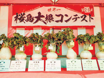 世界一桜島大根コンテスト