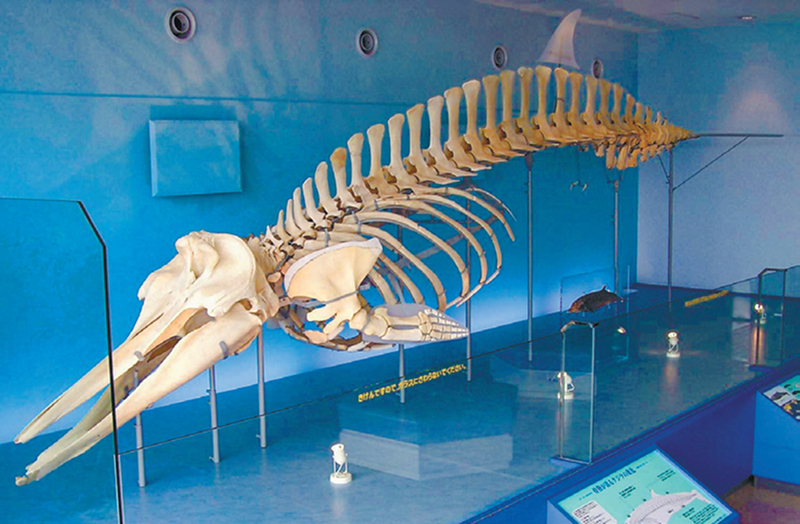 タイヘイヨウアカボウモドキ