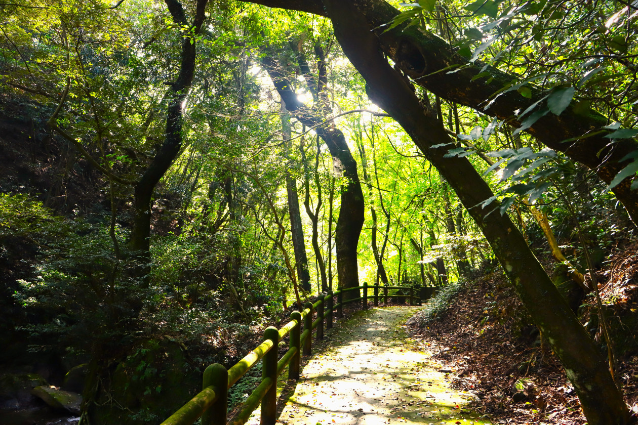 慈眼寺公園ウォーク