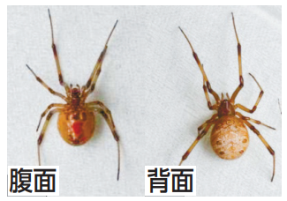 ハイイロゴケグモ