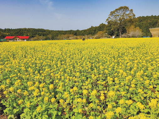 都市農業センターの菜の花
