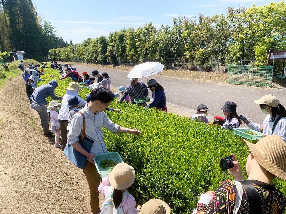 親子お茶摘み体験