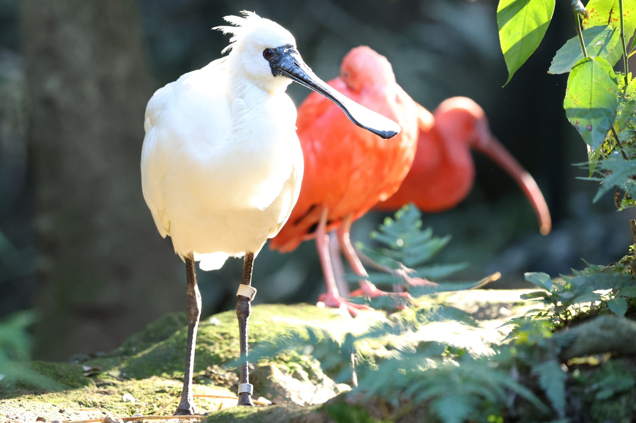 クロツラヘラサギ