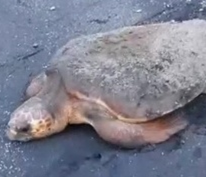 ウミガメを守りましょう