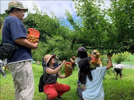 ウメの収穫体験