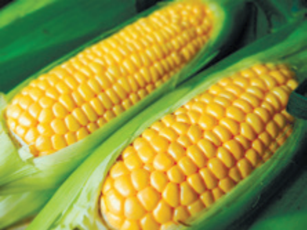 とうもろこし