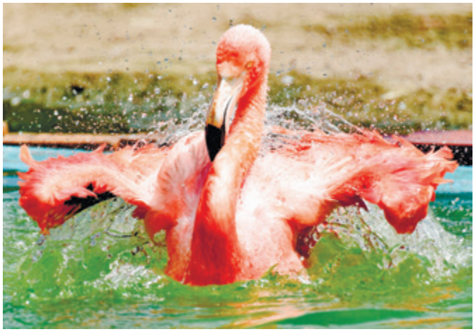 フォトコンテスト作品