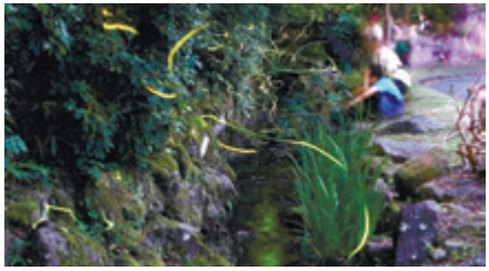 ホタルの観察会