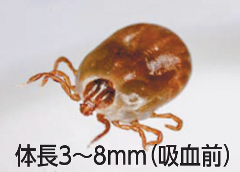 マダニに注意してください