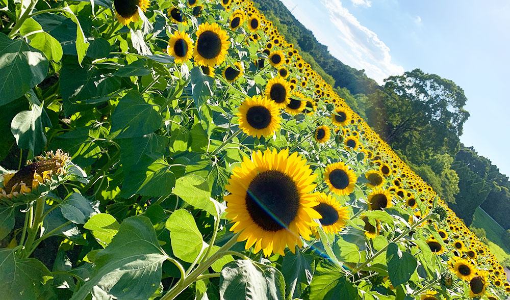 都市農業センター 四季の花園（ヒマワリの開花）