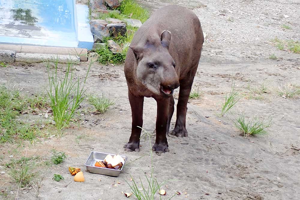 秋の動物公園まつり 食欲の秋！秋の味覚プレゼント
