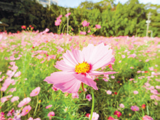 コスモス開花のお知らせ